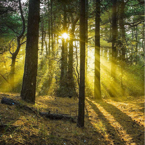 桥本香菜在线观看视频
